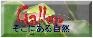 Galleryɂ鎩R